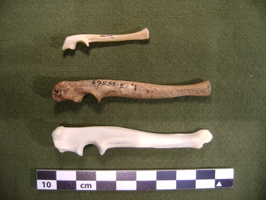 Hearst Museum object titled Mammal bone, accession number 2-35563, described as Marmot ulna.