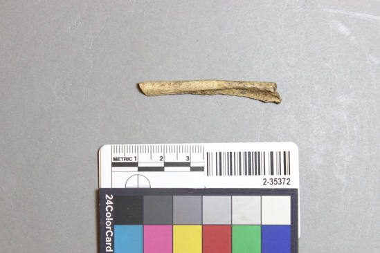 Hearst Museum object titled Mammal bone, accession number 2-35372, described as Sea otter right ulna; fragment