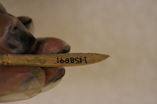 Hearst Museum object 4 of 4 titled Worked bone, accession number 1-158891, described as Worked, bone.  Note prongs at end.