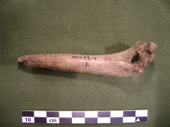 Hearst Museum object 4 of 4 titled Mammal bone, accession number 2-35466, described as Canis (probably coyote) humerus