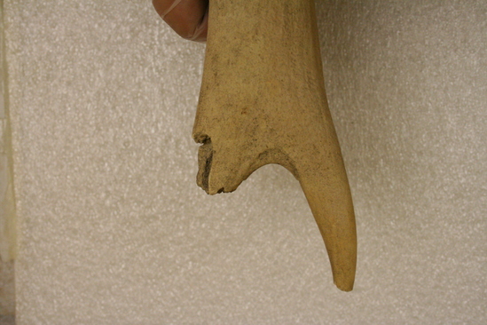 Hearst Museum object 5 of 6 titled Worked bone, accession number 1-158888, described as Antler.  Note smoothly worked prong.