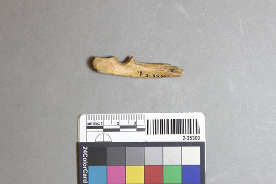 Hearst Museum object 2 of 5 titled Mammal bone, accession number 2-35300, described as Marmot ulna