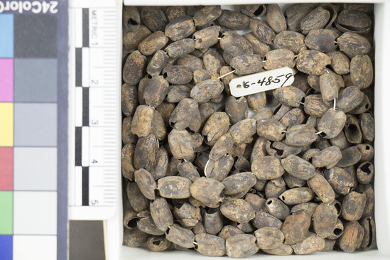 Hearst Museum object 13 of 15 titled Kola nuts, accession number 6-4859, described as Beads; mass of lenticular beans