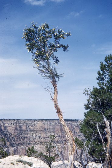 Hearst Museum object titled Color slide, accession number 25-19886, described as Grand Canyon