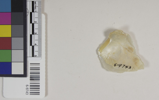 Hearst Museum object titled Shell fragment, accession number 6-9743, described as Shell fragment, broken