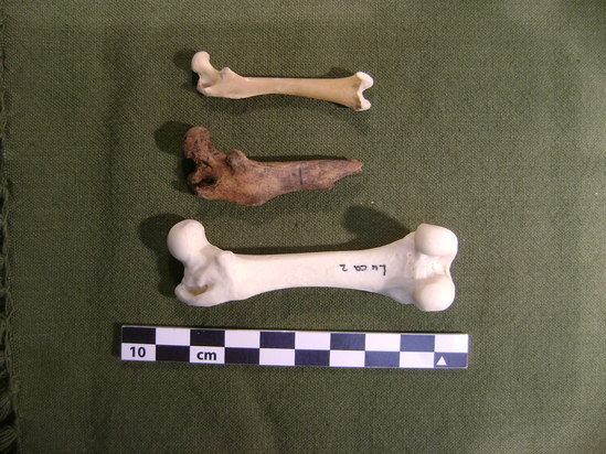 Hearst Museum object 3 of 3 titled Mammal bone, accession number 2-35720, described as Sea otter, juvenile, left femur.