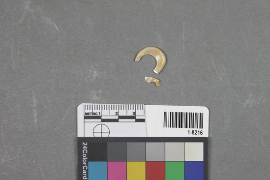 Hearst Museum object titled Fishhook fragments, accession number 1-8216, described as fragments of haliotis fishhooks