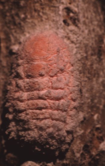 Hearst Museum object titled Color slide, accession number 25-19393, described as aje insect