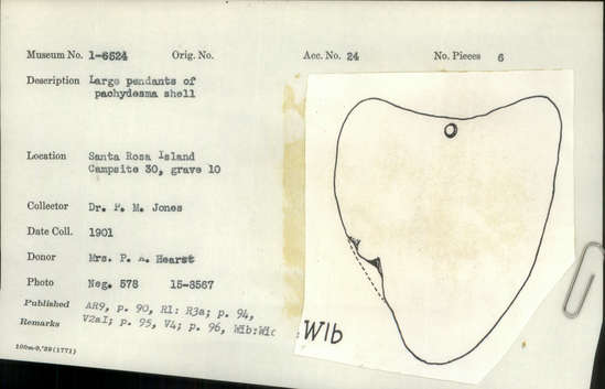 Documentation associated with Hearst Museum object titled Pendants, accession number 1-6524, described as Large, made of pachydesma shell. Schizotharerus nuttallii.