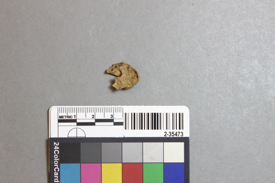 Hearst Museum object titled Mammal bone, accession number 2-35473, described as Sea otter, right femur fragment