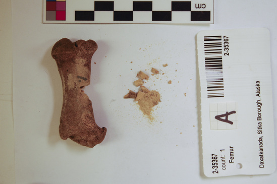 Hearst Museum object 7 of 11 titled Mammal bone, accession number 2-35367, described as Sea otter right femur, juvenile