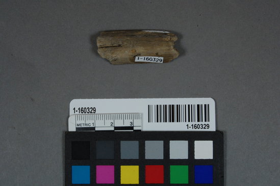 Hearst Museum object titled Wood fragment, accession number 1-160329, described as Fragment of a round stick