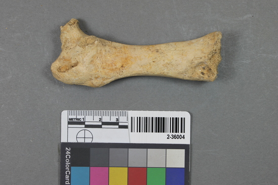 Hearst Museum object titled Mammal bone, accession number 2-36004, described as Sea otter, left femur.