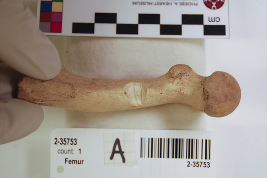 Hearst Museum object 3 of 14 titled Mammal bone, accession number 2-35753, described as Sea otter, left femur.