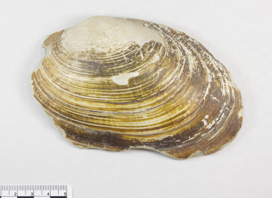 Hearst Museum object 2 of 2 titled Shell fragment, accession number 6-14037, described as Half of bivalve shell, length 13 cm.