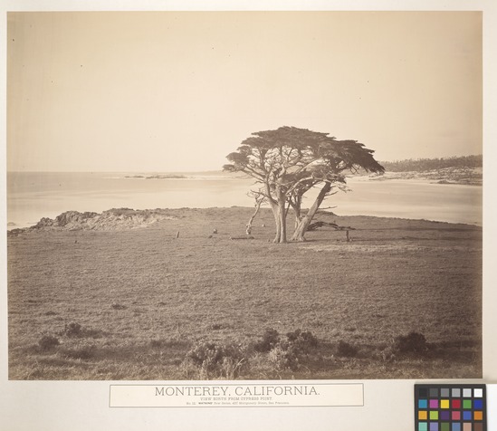 Hearst Museum object 2 of 2 titled Albumen print, accession number 13-1306r, described as Mounted photograph: Monterey, California; View North from Cypress Point. No. 12 New Series