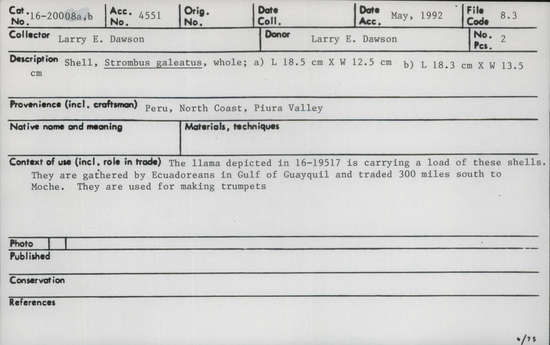 Documentation associated with Hearst Museum object titled Shell, accession number 16-20008a,b, described as Shell, Strombus galeatus, whole; a) length: 18.5 cm X width: 12.5 cm; b) length: 18.3 cm X width:13.5 cm.