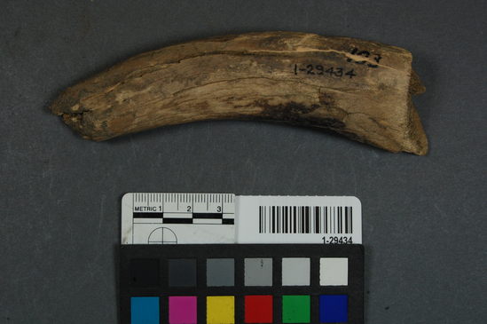 Antler fragment