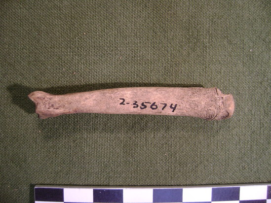 Hearst Museum object 3 of 3 titled Mammal bone, accession number 2-35674, described as Sea otter metatarsal.