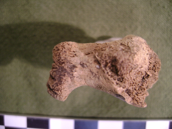 Hearst Museum object 5 of 12 titled Mammal bone, accession number 2-35758, described as Sea otter, right femur.