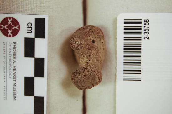 Hearst Museum object 12 of 12 titled Mammal bone, accession number 2-35758, described as Sea otter, right femur.