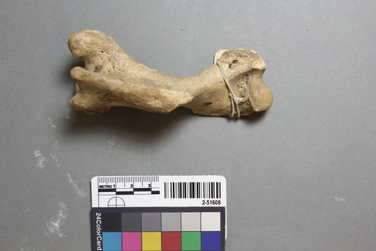 Mammal bone