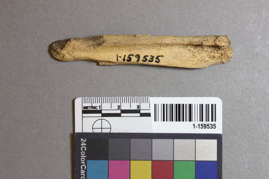 Hearst Museum object titled Worked bone, accession number 1-159535, described as Worked