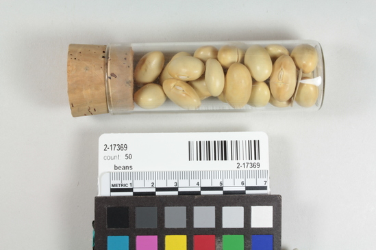 Hearst Museum object titled Beans, accession number 2-17369, described as Large white beans, Phaseolus coccineus.