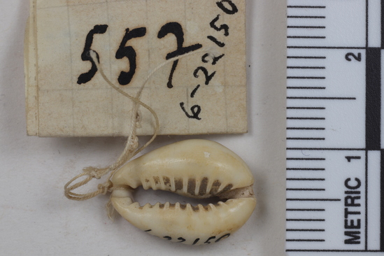 Hearst Museum object titled Bead, accession number 6-22150, described as cowrie shell bead