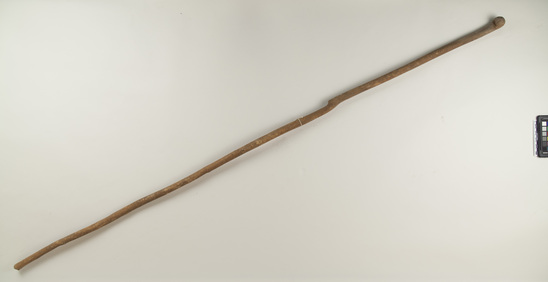 Hearst Museum object titled Staff, accession number 6-14086, described as Wooden staff, one end knobbed; Length 63.5 inches.