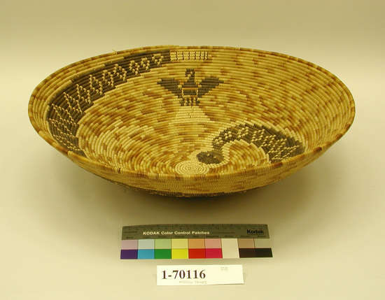 Hearst Museum object titled Basket and ribbon, accession number 1-70116, described as Round, flat base, flaring sides, snake and eagle design in black on ground of mixed shades of brown, coiled.  Tag: "Mission Type" "Eagle Snake".  Two ribbons with basket, one probably does not go with it, but both have the same catalog number.  Light blue ribbon "First Prize Inter-Tribal Indian Ceremonial Gallup New Mexico 1934".  Dark blue ribbon "First Prize Inter-Tribal Indian Ceremonial Gallup New Mexico 1936". Per Ralph Shanks:  Broad flaring bowl; made for sale.  Materials include a deergrass bundle foundation and orange, green, and black dyed juncus wefts as well as some sumac wefts.  The primary design is a coiled rattlesnake, with smaller designs of an eagle and another animal, possibly a rabbit.  The workface is on the inside.  The wefts are bound under and the work direction is to the right.  The basket has a plain wrapped rim with a tapered coil ending with a few back-stitches.