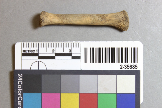 Hearst Museum object titled Mammal bone, accession number 2-35685, described as Sea otter, juvenile, radius.