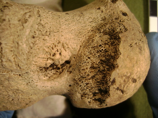 Hearst Museum object 10 of 11 titled Mammal bone, accession number 2-35830, described as Sea lion (?) foot bone. Metapodial.