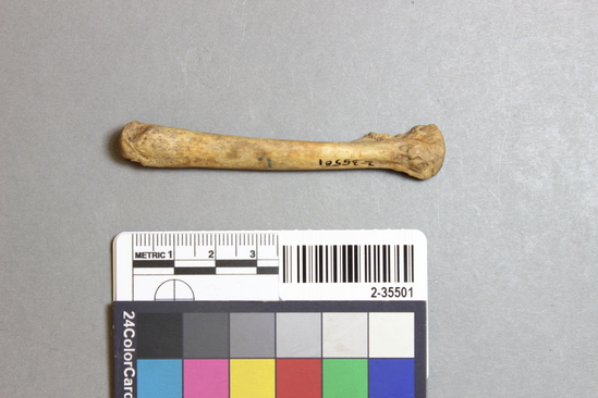 Hearst Museum object titled Mammal bone, accession number 2-35501, described as Sea otter metatarsal