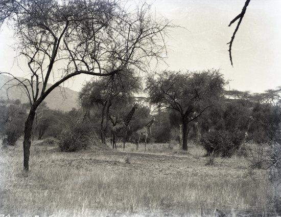 Hearst Museum object titled Black and white negative, accession number 15-32199, described as 4" x 5" Negative. Herd of Giraffe interspersed between the trees. Hoefler's original description: "These five beautiful creatures were found here on the slopes of Mount Kilimanjaro, in a park-like country that seems ideal for their homeland. In oddity and beauty, they excel as part of an African landscape. These beautiful creatures are very numerous throughout Africa, and we saw over one hundred while in route to Nairobi.