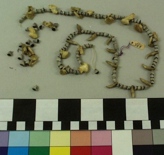 Hearst Museum object 1 of 2 titled Necklace, accession number 11-388, described as Thin necklace of teeth and shells.