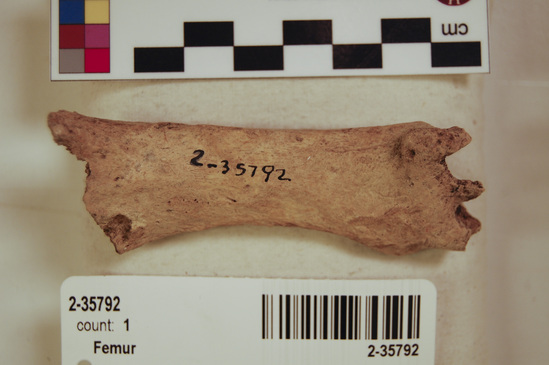 Hearst Museum object 4 of 16 titled Mammal bone, accession number 2-35792, described as Sea otter, left femur.