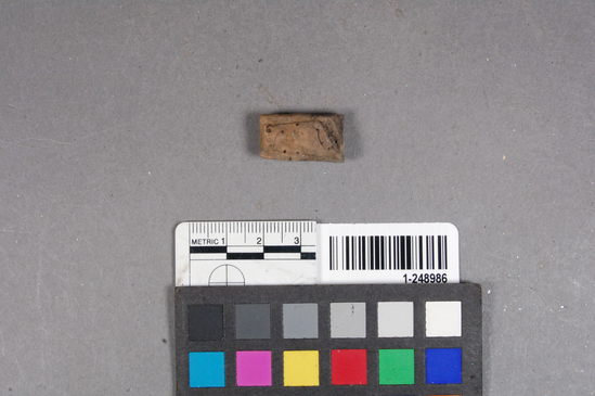 Hearst Museum object titled Cork, accession number 1-248986, described as Cork bottle medicine, fragment(s)