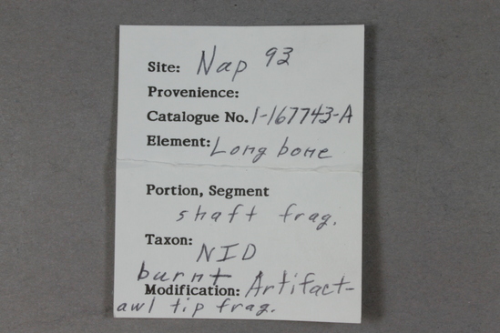 Hearst Museum object 3 of 3 titled Awl fragment, accession number 1-167743, described as Bone.