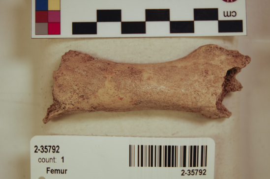 Hearst Museum object 8 of 16 titled Mammal bone, accession number 2-35792, described as Sea otter, left femur.