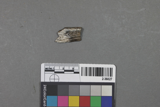 Hearst Museum object titled Mammal bone, accession number 2-36027, described as Deer metapodial fragment.