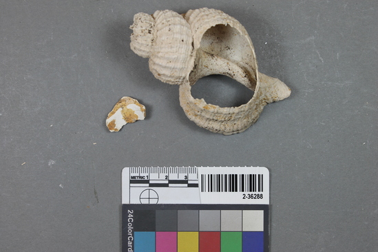 Hearst Museum object titled Shell, accession number 2-36288, described as Conch shell and shell fragment