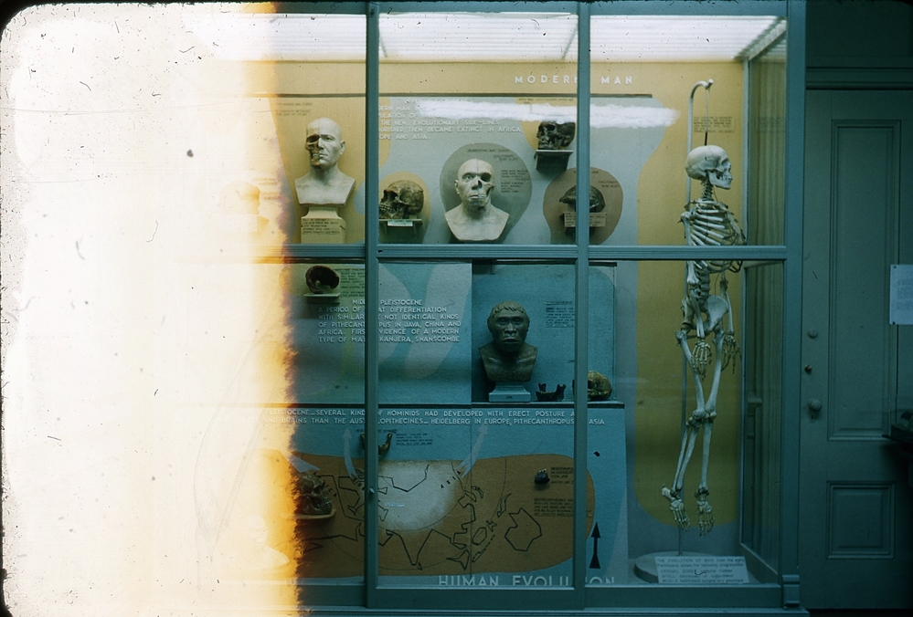 Hearst Museum object titled Color slide, accession number 25-1204, described as Main Exhibit, Museum Bldg.: Human evolution case