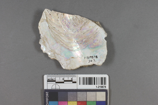 Hearst Museum object titled Shell fragment, accession number 1-219878, described as Worked.