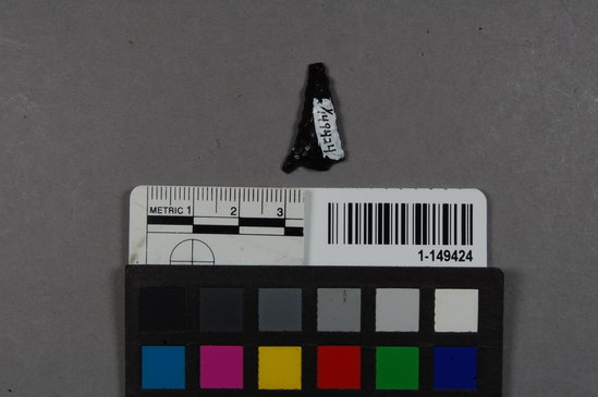 Hearst Museum object titled Point fragment, accession number 1-149424, described as Obsidian projectile, base or corner notch, stem missing