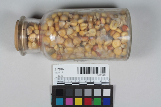 Hearst Museum object titled Corn, accession number 2-17348b, described as Kernels of mixed color corn