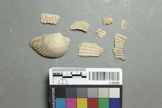 Hearst Museum object titled Shell, accession number 2-36324, described as Bivalve shells