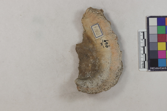 Hearst Museum object titled Shell fragment, accession number 4-969, described as Large unworked or little worked fragment of Spondylus pictorum.