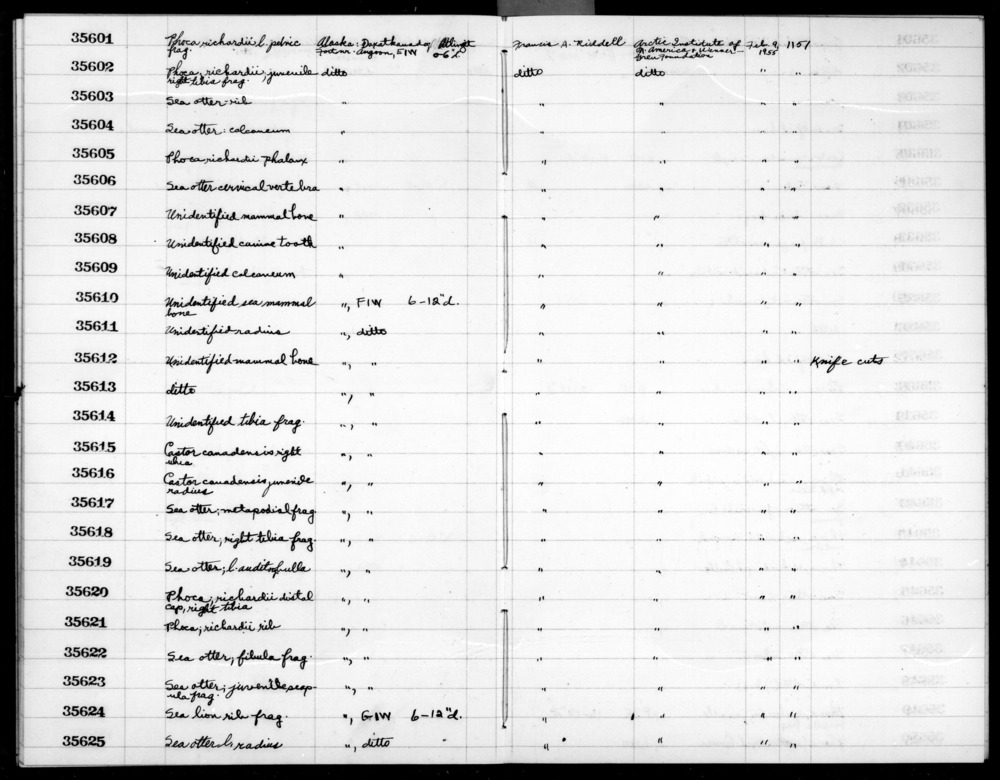 Documentation associated with Hearst Museum object titled Faunal remains, accession number 2-35611, described as Unidentified radius