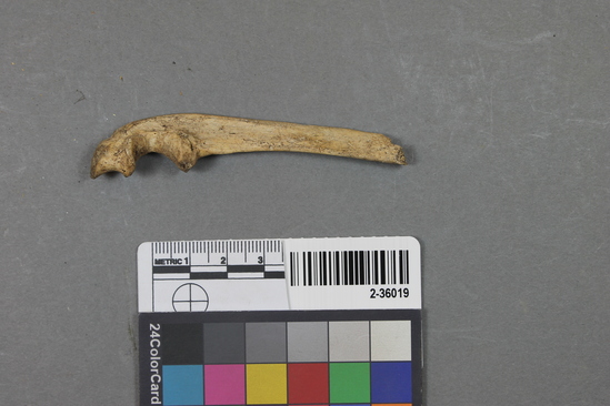 Hearst Museum object titled Mammal bone, accession number 2-36019, described as Sea otter ulna.